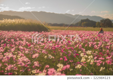 Cosmos photographed at the former site of Fujiwara-kyo in the middle of autumn in Kashihara City, Nara Prefecture Cosmos photographed at the former site of Fujiwara-kyo in the middle of autumn in Kashihara City, Nara Prefecture 122984123