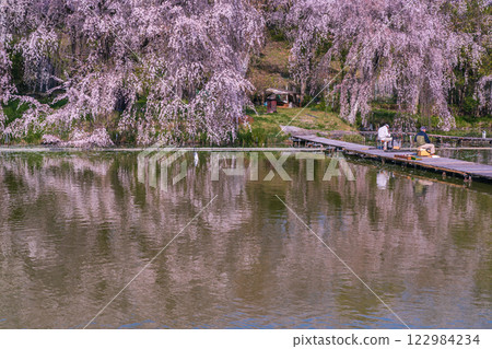 Photographing cherry blossoms at a fishing pond in Yawata, Kyoto Prefecture, where people can enjoy fishing in a tranquil setting 122984234