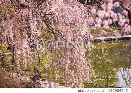 Photographing cherry blossoms at a fishing pond in Yawata, Kyoto Prefecture, where people can enjoy fishing in a tranquil setting Photographing cherry blossoms at a fishing pond in Yawata, Kyoto Prefecture, where people can enjoy fishing in a tranquil setting 122984245