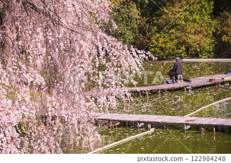 Photographing cherry blossoms at a fishing pond in Yawata, Kyoto Prefecture, where people can enjoy fishing in a tranquil setting Photographing cherry blossoms at a fishing pond in Yawata, Kyoto Prefecture, where people can enjoy fishing in a tranquil setting 122984248