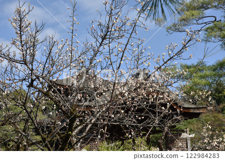 Heian Shrine East Garden: Hashidono and white plum blossoms (Sakyo Ward, Kyoto City) 122984283