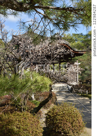 平安神宮東苑：橋殿與白梅（京都市左京區） 122984287