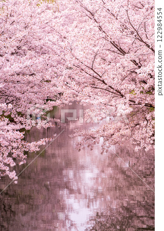 Photographing the cherry blossom lined streets with Jikkokubune boats passing by in Nakashojima, Fushimi Ward, Kyoto City, a place of history and atmosphere that colors the waterfront Photographing the cherry blossom lined streets with Jikkokubune boats passing by in Nakashojima, Fushimi Ward, Kyoto City, a place of history and atmosphere that colors the waterfront 122984554