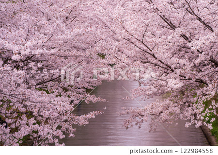 Photographing the cherry blossom lined streets with Jikkokubune boats passing by in Nakashojima, Fushimi Ward, Kyoto City, a place of history and atmosphere that colors the waterfront Photographing the cherry blossom lined streets with Jikkokubune boats passing by in Nakashojima, Fushimi Ward, Kyoto City, a place of history and atmosphere that colors the waterfront 122984558