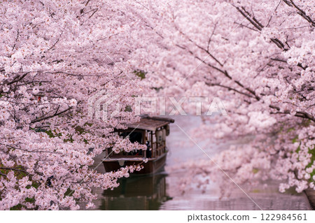 Photographing the cherry blossom lined streets with Jikkokubune boats passing by in Nakashojima, Fushimi Ward, Kyoto City, a place of history and atmosphere that colors the waterfront 122984561