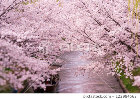 Photographing the cherry blossom lined streets with Jikkokubune boats passing by in Nakashojima, Fushimi Ward, Kyoto City, a place of history and atmosphere that colors the waterfront Photographing the cherry blossom lined streets with Jikkokubune boats passing by in Nakashojima, Fushimi Ward, Kyoto City, a place of history and atmosphere that colors the waterfront 122984562