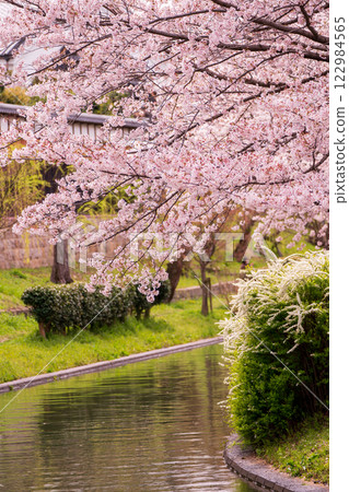 拍攝京都市伏見區中書島的櫻花大道和穿梭的船隻，這裡是充滿歷史與氛圍的海濱勝地 122984565