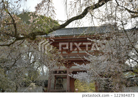 Daigoji Temple Head Temple: Niomon Gate and cherry blossoms (Fushimi Ward, Kyoto City) 122984873