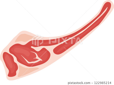 Freshly cut red meat with visible bone, presenting a nutritious protein option for maintaining a balanced diet, isolated against a clean white background 122985214