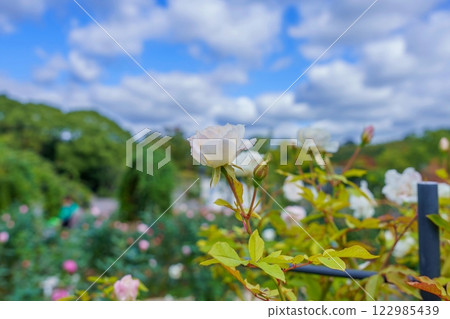 Pale pink late autumn roses against a blue sky 122985439