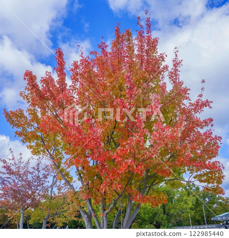 Beautifully colored autumn leaves against a blue sky 122985440
