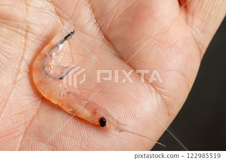 磷蝦和魚鉤 122985519
