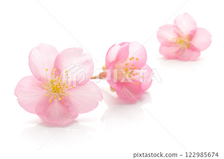 櫻花粉色春天白色背景 122985674