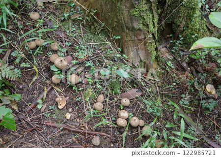 Puffball mushroom, foxglove, appears in the autumn forest 122985721