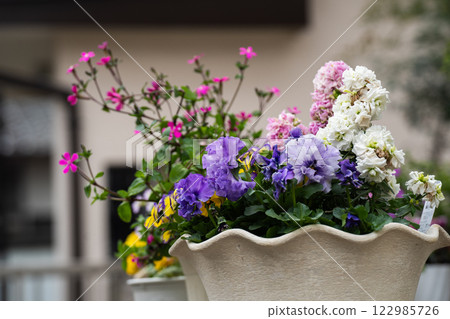 Geraniums that harmonize with the greenery of early summer 122985726