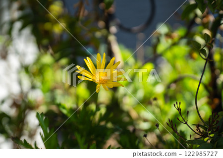 Euryops daisies shining in the spring greenery and sunlight 122985727