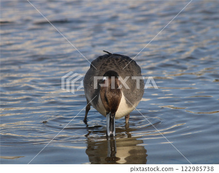 Male pintail duck eating food 122985738