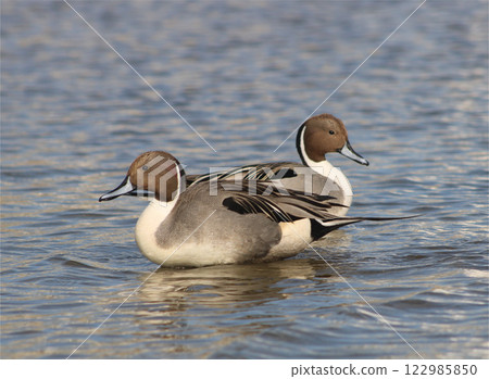 Two male pintails passing each other Two male pintails passing each other 122985850