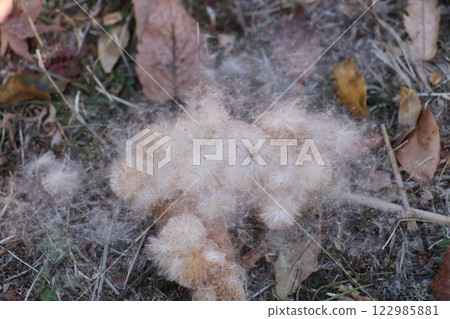 Fallen cattail fluff Fallen cattail fluff 122985881