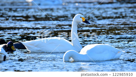 Whooper swans feeding during winter, Arakawa main stream 122985910