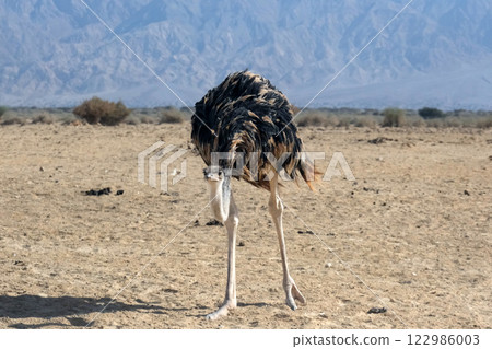 African ostrich (lat. - Struthio camelus) in the Yotvata Hai-Bar Nature Reserve 122986003