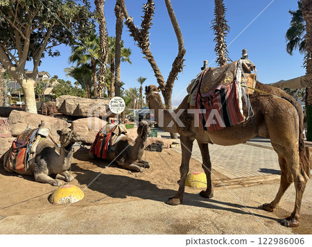 Camel Ride Point in Eilat Resort Area 122986006