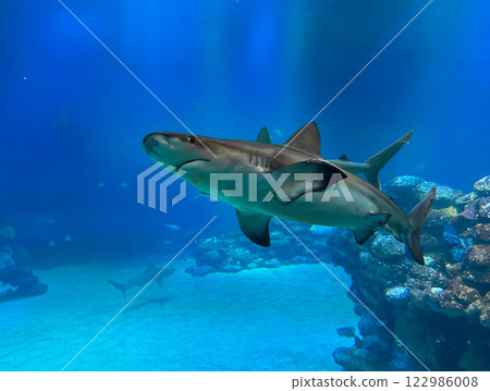 The blue shark (lat.- Prionace glauca) swims in an aquarium 122986008