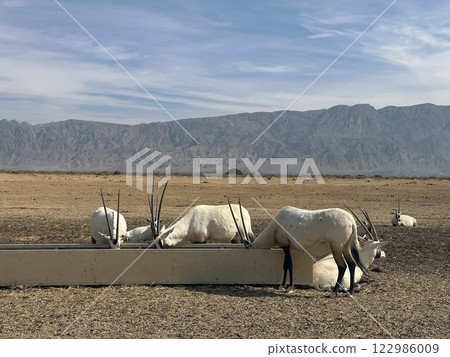 The scimitar oryx (Oryx dammah) in the Yotvata Hai-Bar Nature Reserve 122986009