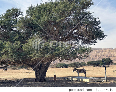 The onager, also known as hemione or Asiatic wild ass (lat.- Equus hemionus) in the Yotvata Hai-Bar Nature Reserve 122986010