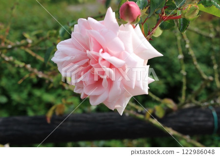 淡粉色的玫瑰色 122986048