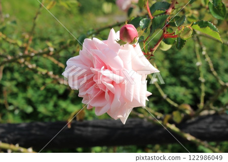 Rose of light pink color 122986049