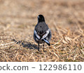 Back view of black-backed wagtail 122986110