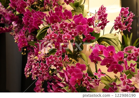 "World Orchid Exhibition" A wide variety of colorful orchids "World Orchid Exhibition" A wide variety of colorful orchids 122986190