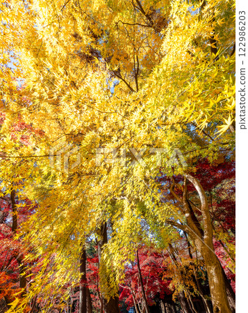 A rare maple tree with bright yellow leaves A rare maple tree with bright yellow leaves 122986203