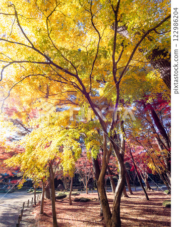 A rare maple tree with bright yellow leaves A rare maple tree with bright yellow leaves 122986204