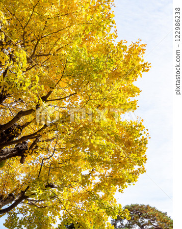 Beautiful yellow ginkgo leaves shining in the autumn sun Beautiful yellow ginkgo leaves shining in the autumn sun 122986238