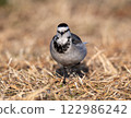 Front view of a white wagtail 122986242