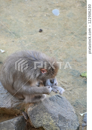 Japanese macaques grooming Japanese macaques grooming 122986280