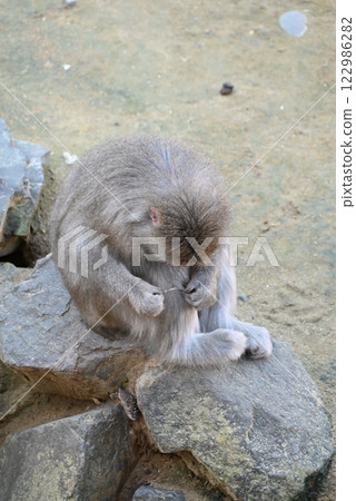 Japanese macaques grooming 122986282