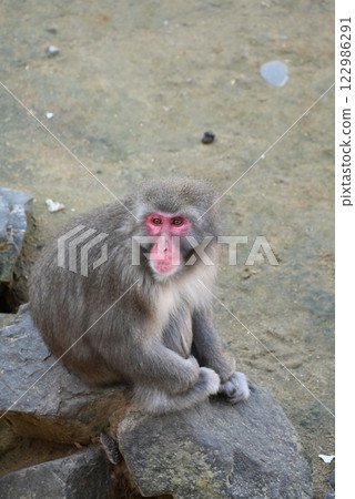 Japanese monkey looking far away Japanese monkey looking far away 122986291