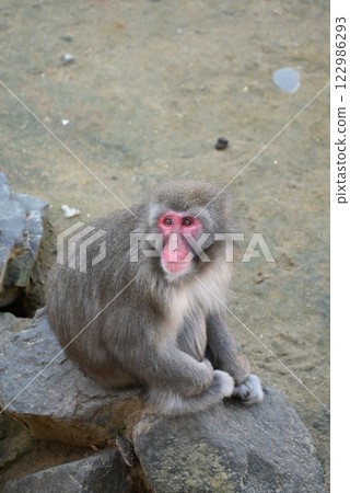 Japanese monkey looking far away Japanese monkey looking far away 122986293