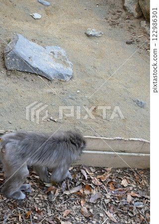 可愛的日本獼猴 122986301