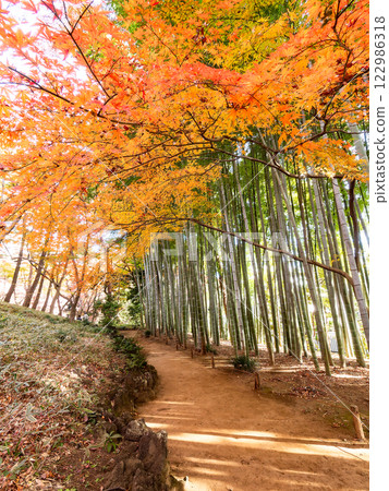 Beautiful autumn scenery in Japan: lush bamboo forests and vibrant autumn leaves 122986318