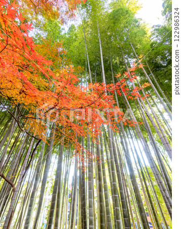 Beautiful autumn scenery in Japan: lush bamboo forests and vibrant autumn leaves 122986324