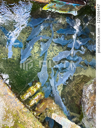 Carp dishes, a specialty of Ogi Town, Saga 122986447