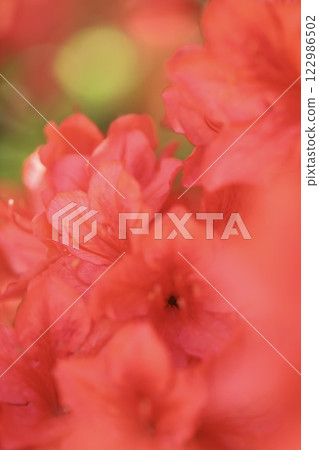 Beautifully blooming red azalea flowers 122986502