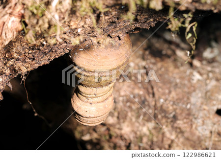 A stalactite-like growth of a stalactite-like rock in a limestone cave (natural light + strobe macro close-up) 122986621