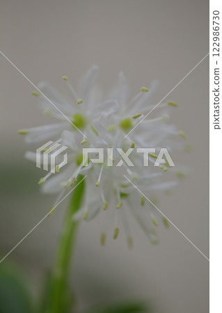 白花西伯利亞木瓜 白花西伯利亞木瓜 122986730