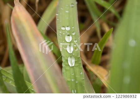 Leaf rain grain 122986932