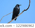 Carrion crow resting its wings 122986962